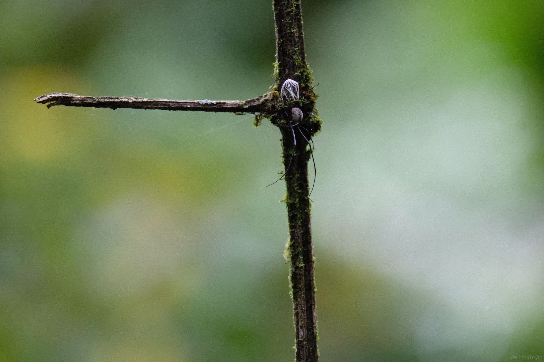 737638F3-7D0E-49B5-B48D-BF0C7E413502-584-0000003707C4CC1C.jpg