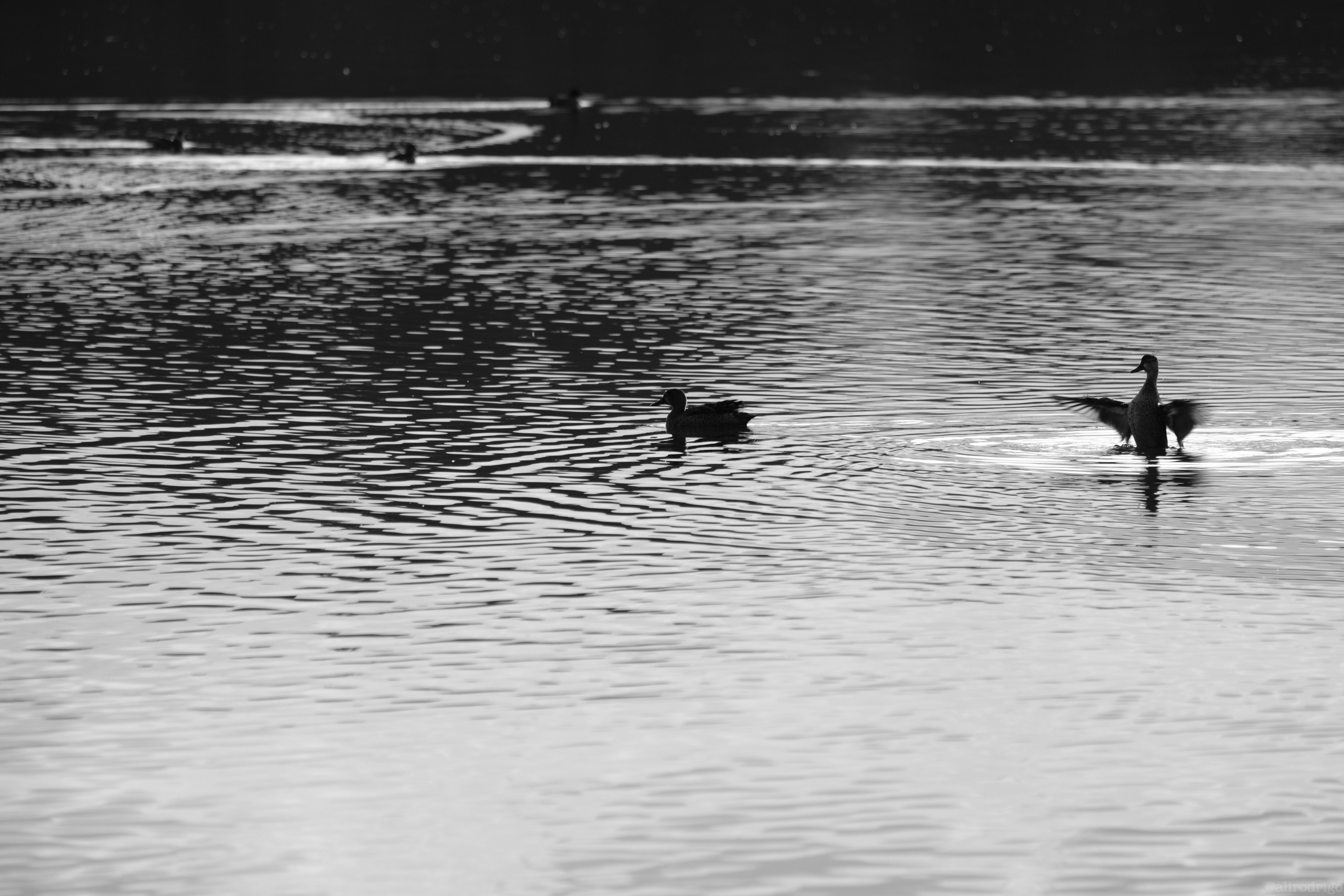 DSCF0371.jpg