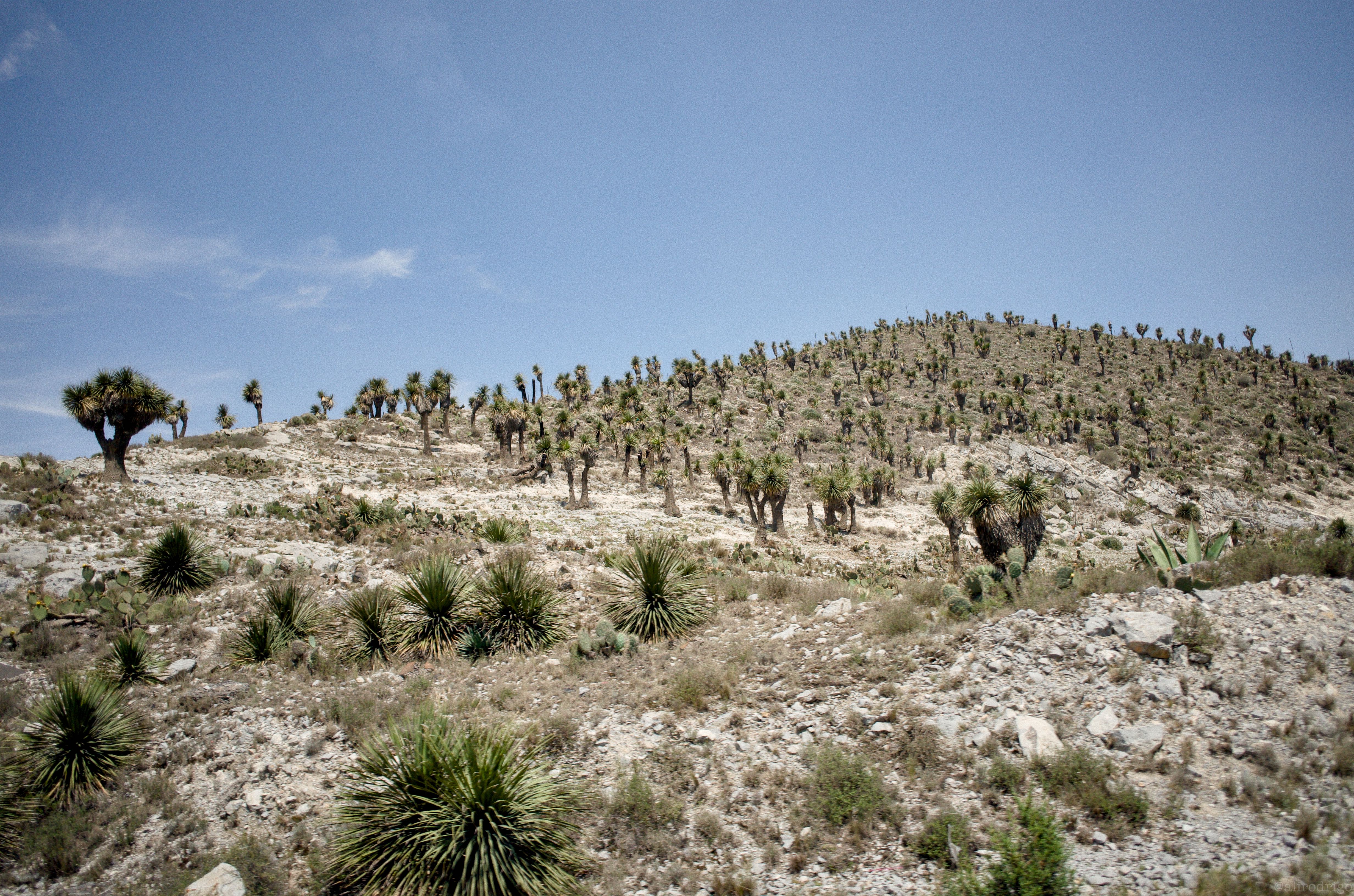 DSC_0614.jpg