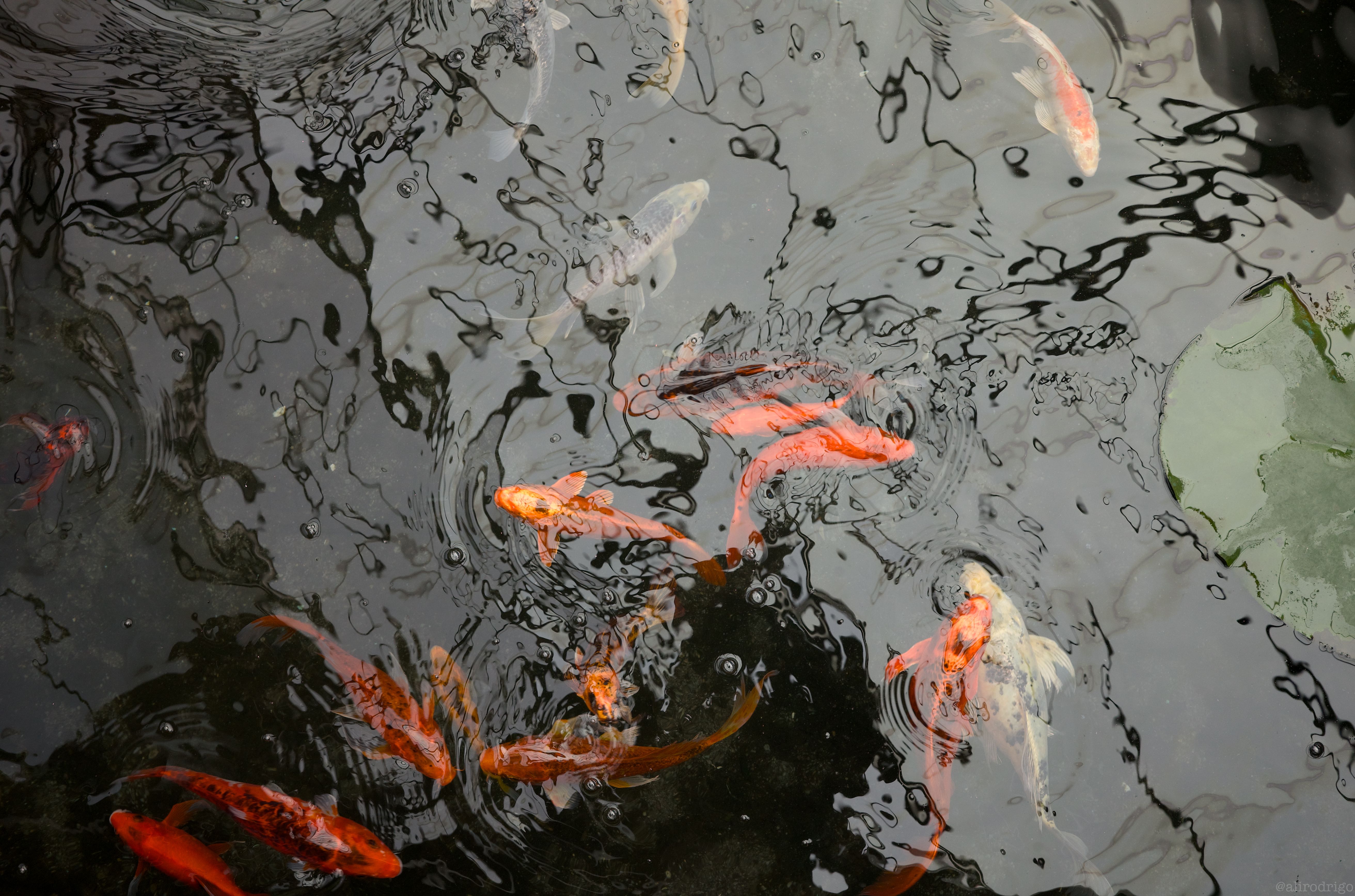 L1000200.jpg