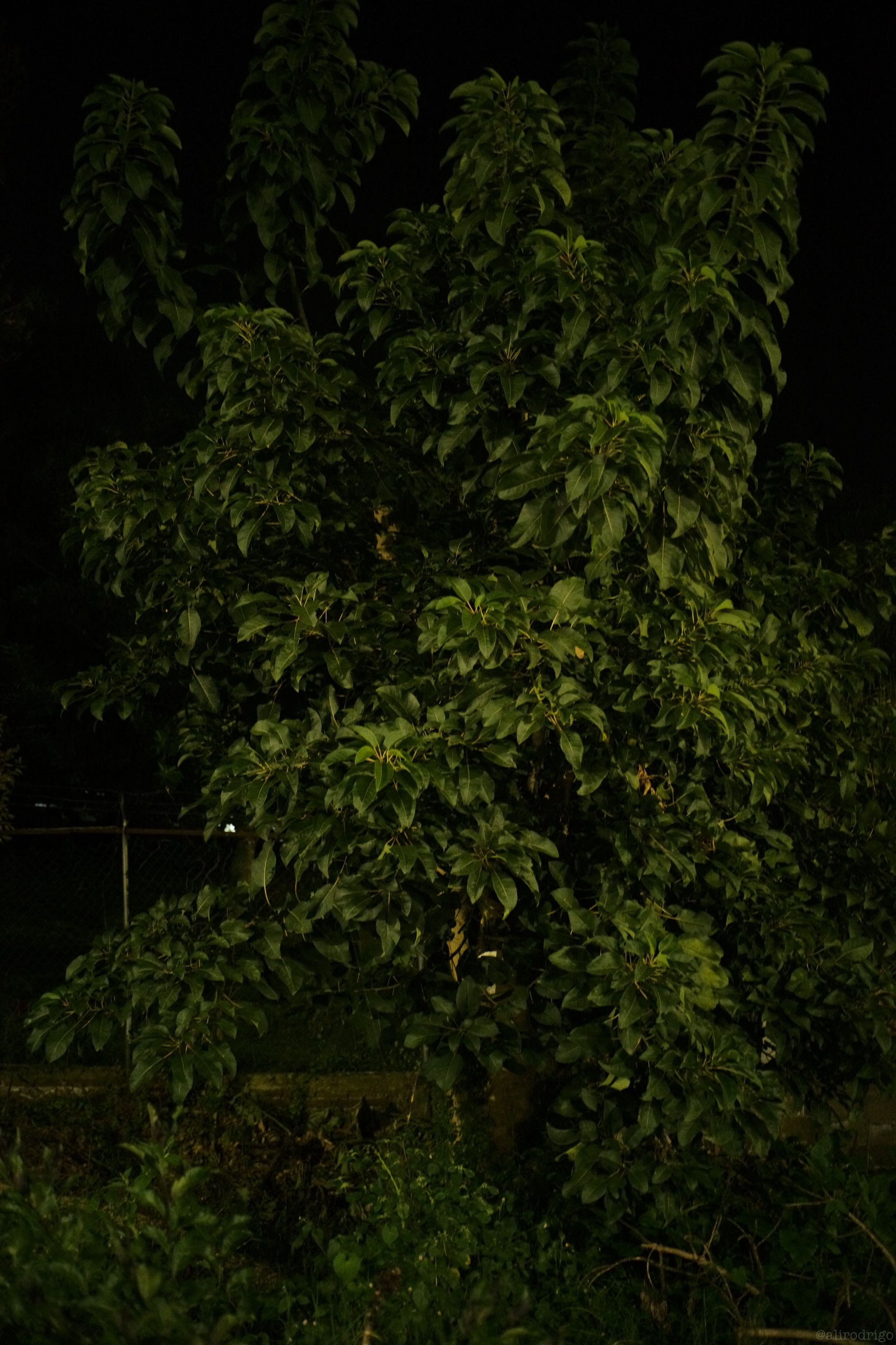 L1001644.jpg