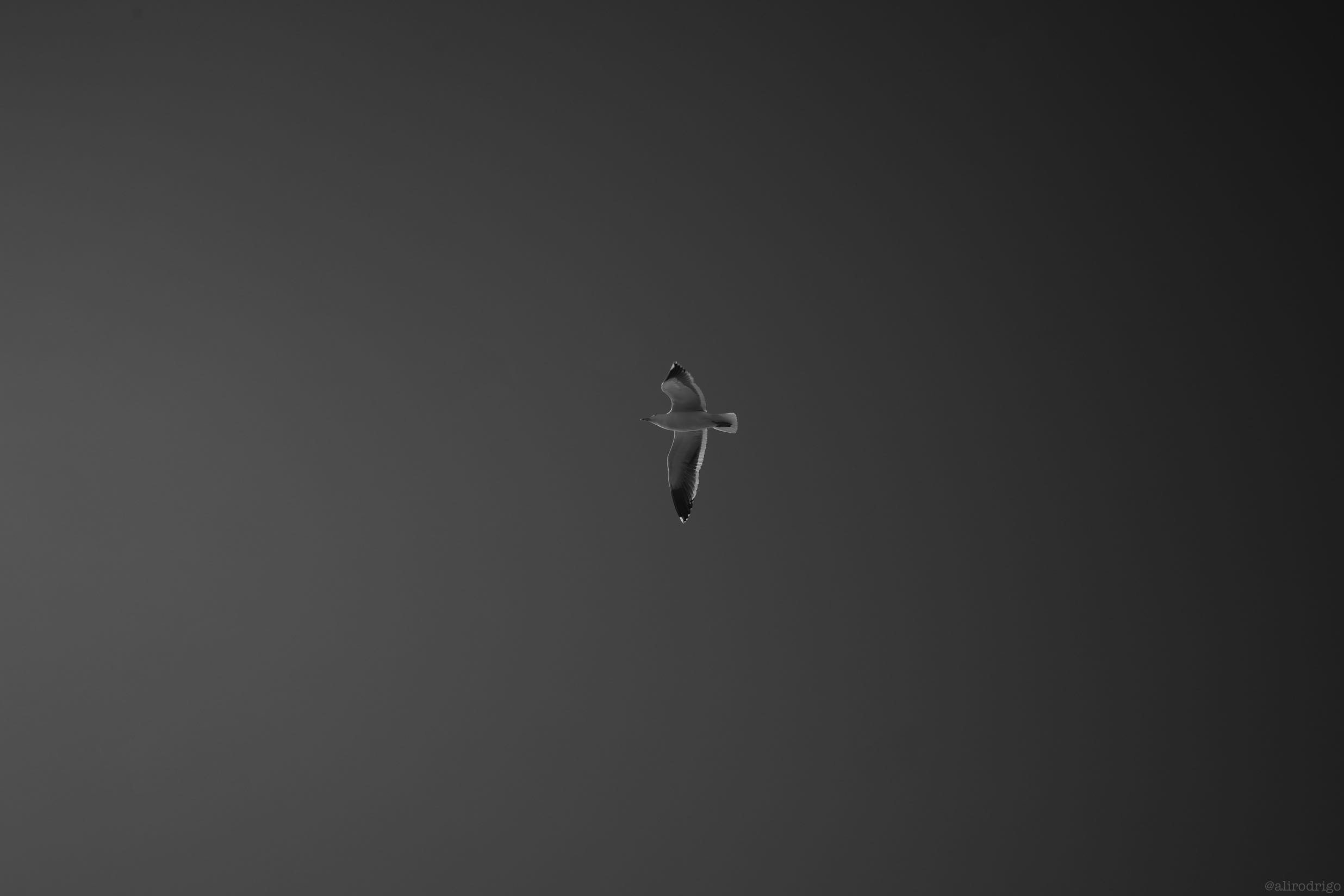 L1002989.jpg