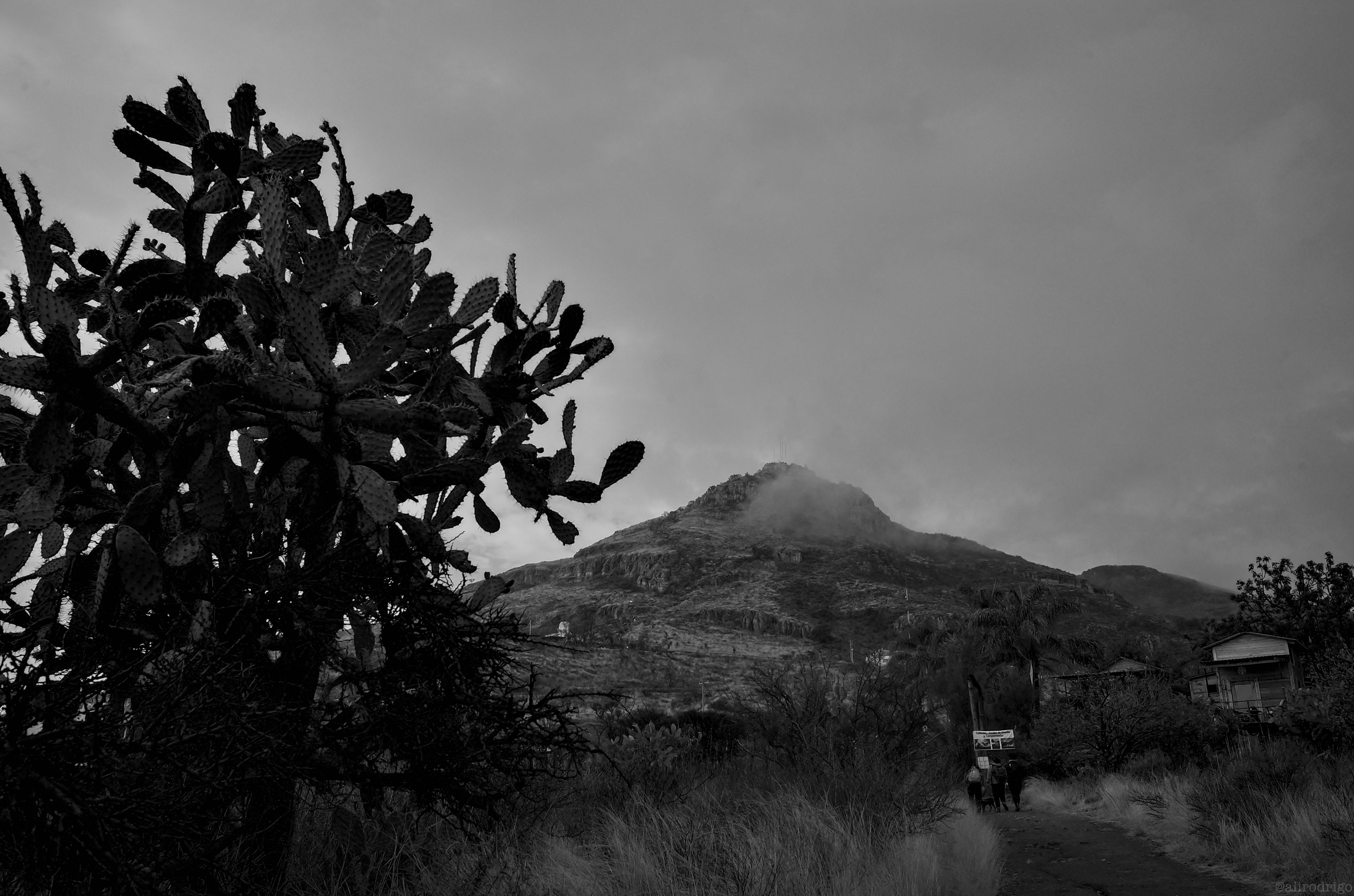 L1003190.jpg