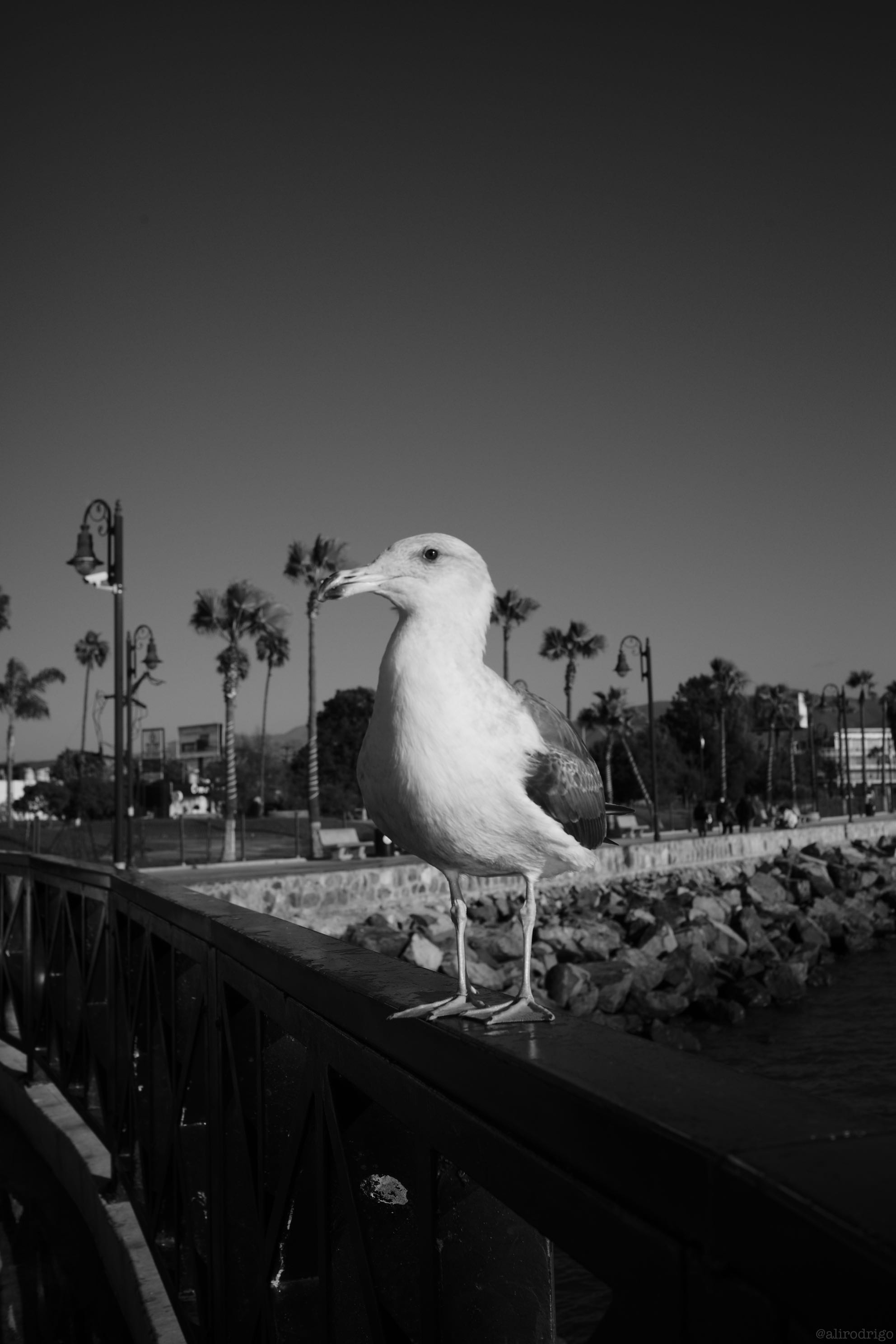 L1003283.jpg