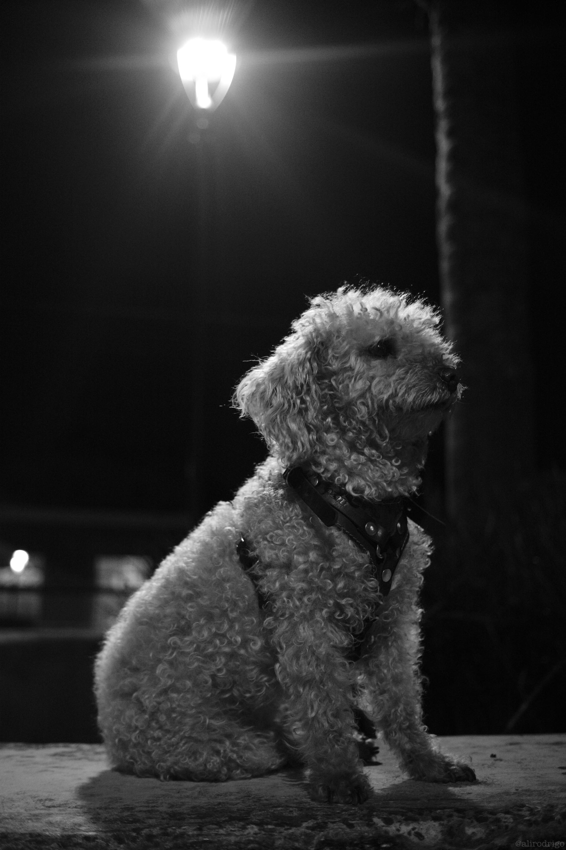 L1004474.jpg