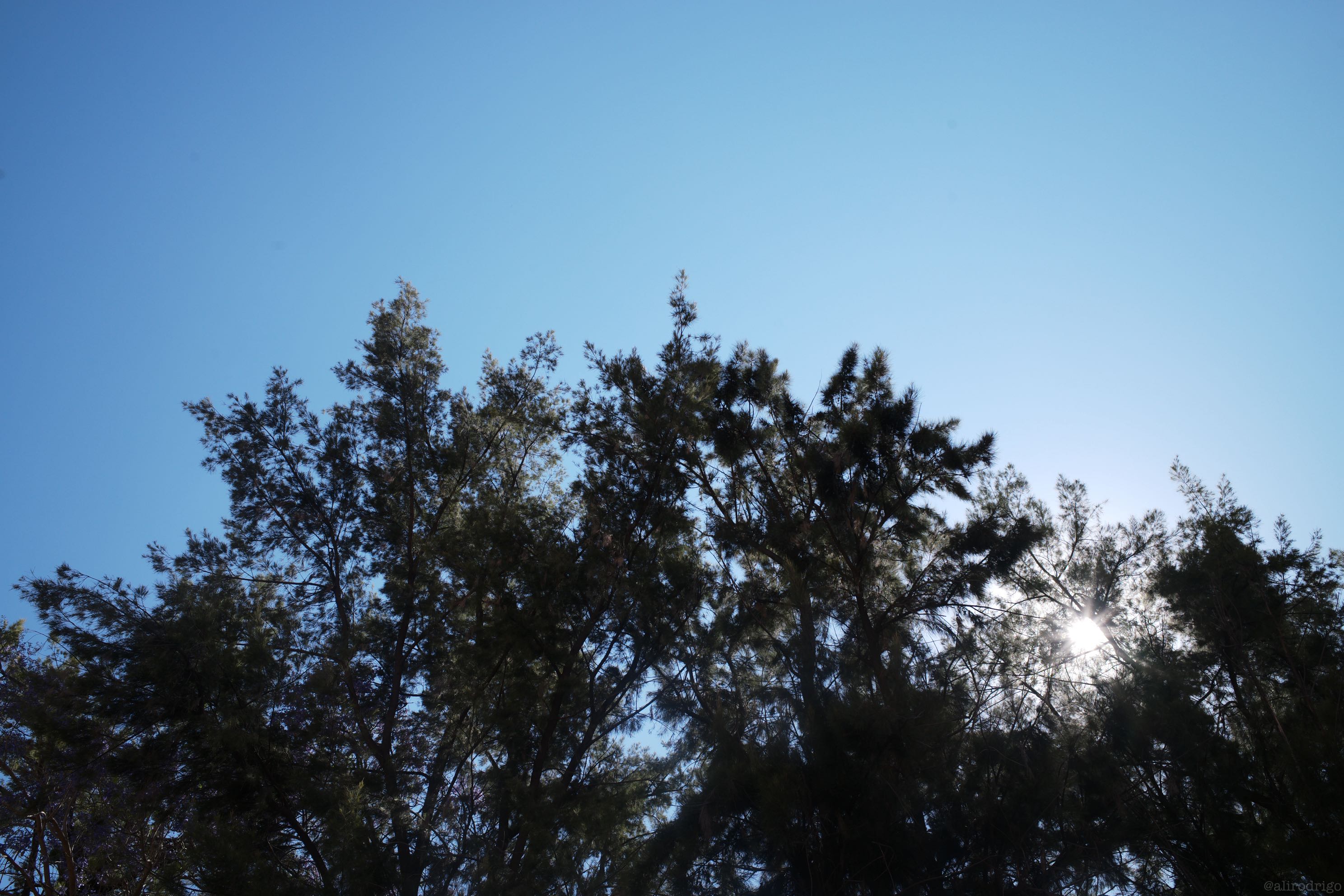 L1007941.jpg