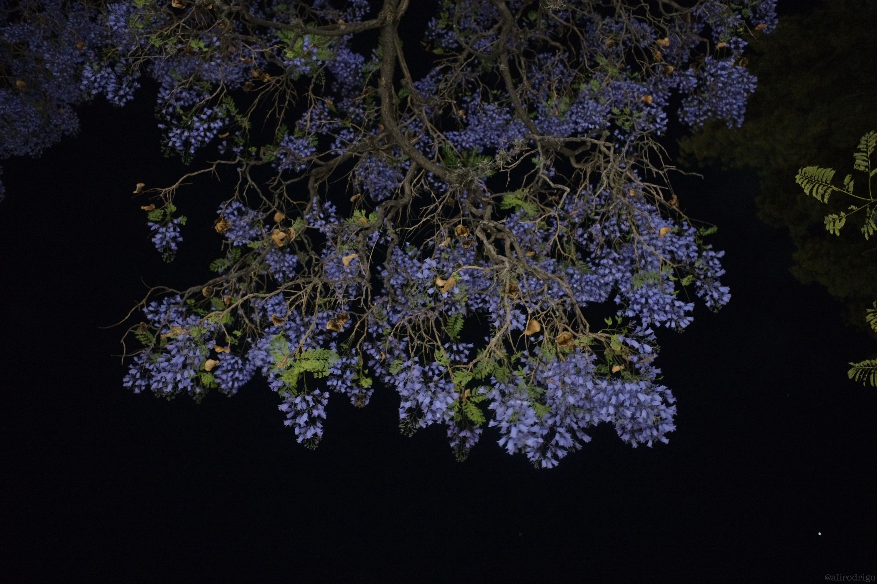 L1008075.jpg